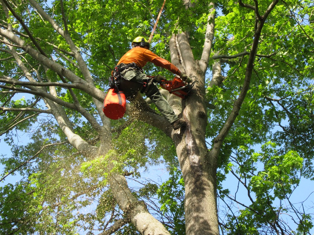 Adelaide Hills Tree Services. Tree Cutting, Tree Removal, Rope