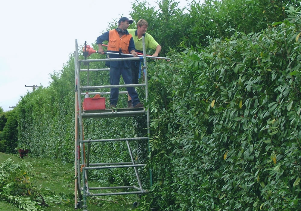 hedge trimming service near me